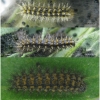 melit phoebe larva4 volg1